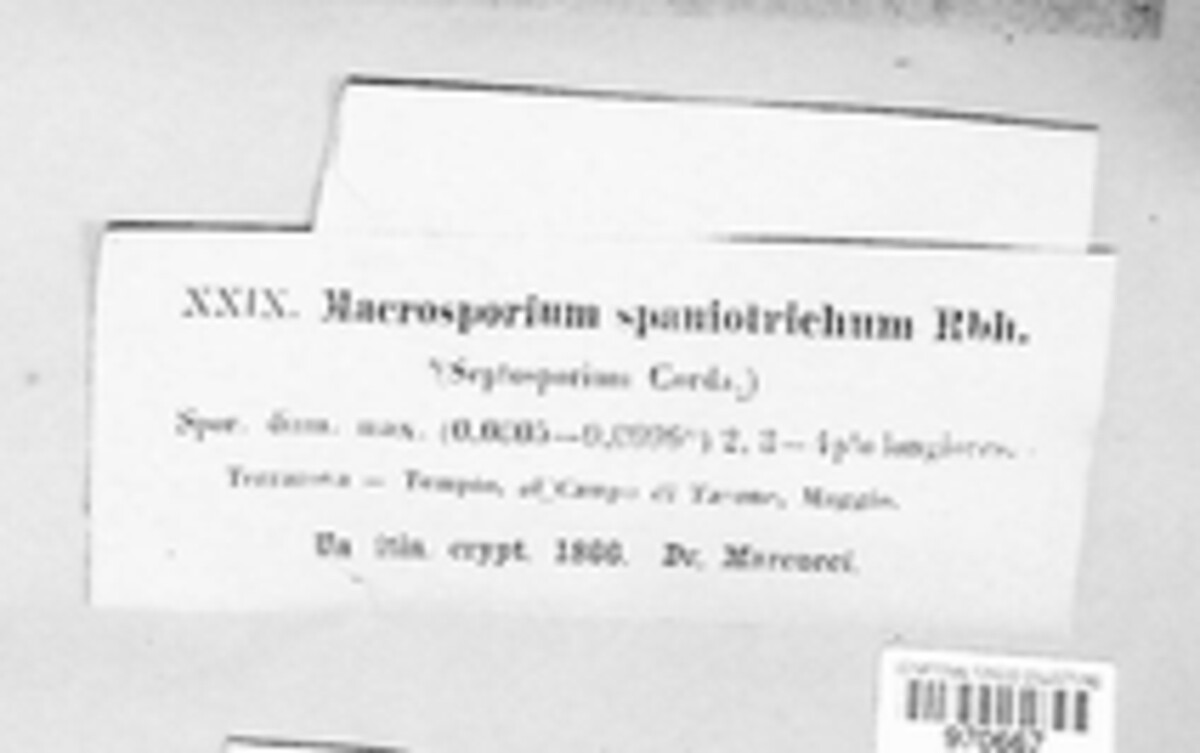 Macrosporium spaniotrichum image